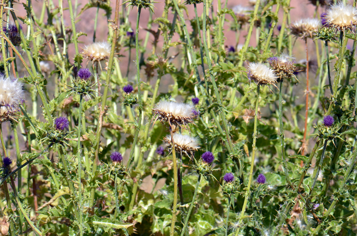 Blessed Milkthistle flowers are on long leafless flowering stalks as seen here. Plants bloom from February or March through August or September and prefer elevations up to 2,600 feet (800 m). Silybum marianum